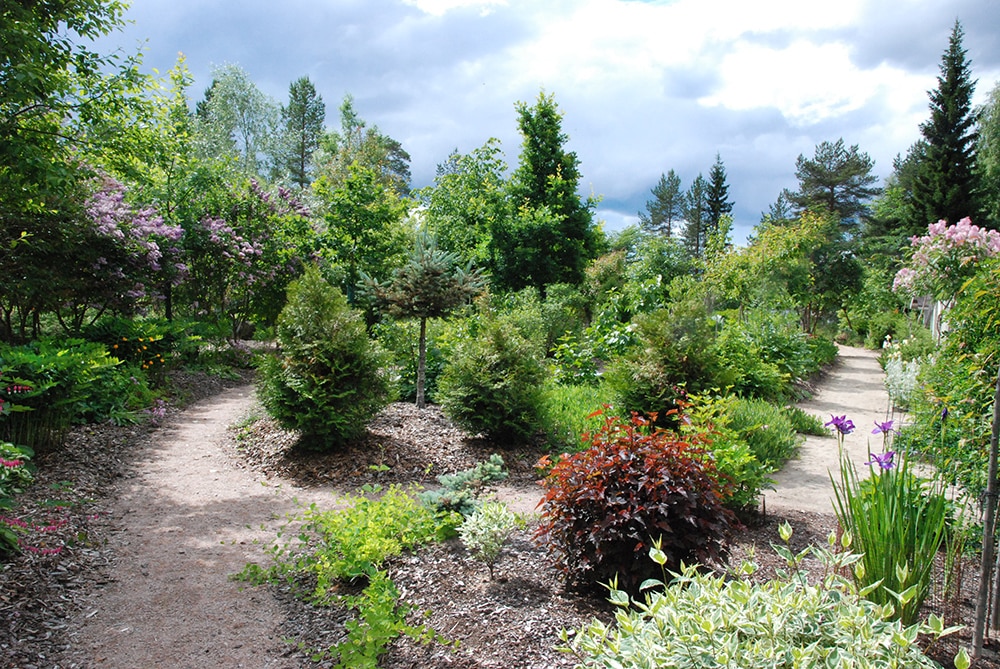 Kuhmolaisessa Arctica estates -puutarhassa on satoja koristekasveja ja 200 puuvartista kasvia.