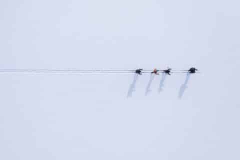 Metsähiihtoa Kuhmon Sinisellä polulla