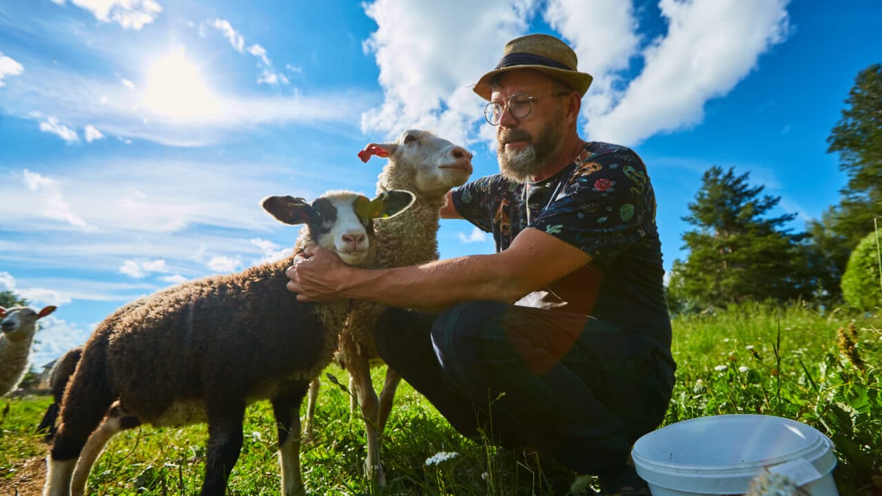Urho Kähkönen hoitaa lampaita Vanhan pihlajan puutarhassa