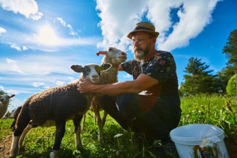 Urho Kähkönen hoitaa lampaita Vanhan pihlajan puutarhassa