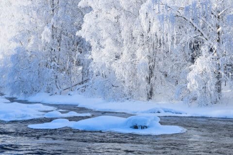 Lentuankosken huurteiset puut