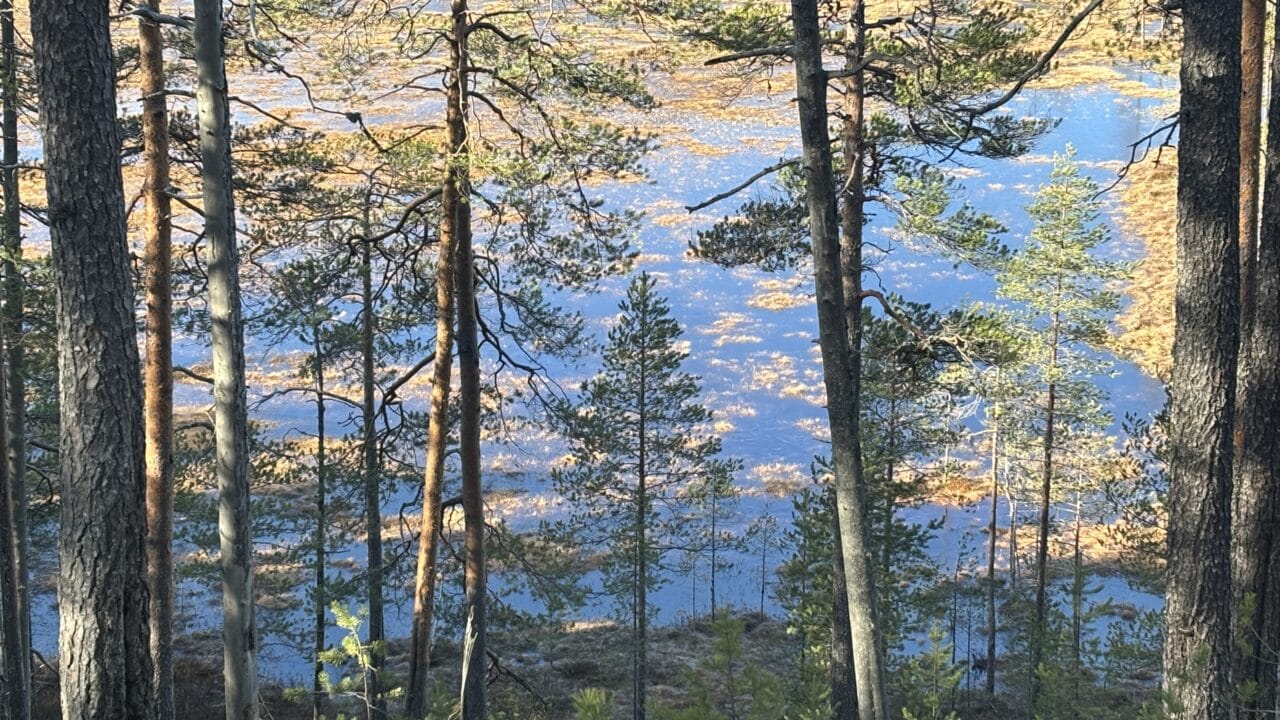 Hanhilammen pohjoispuolen suomaisemaa harjulta katsottuna. Kuva: Inka Makkonen