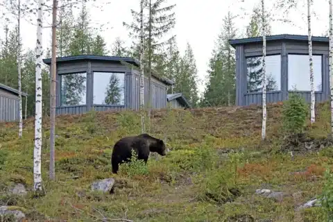 Vartius Bear Centre