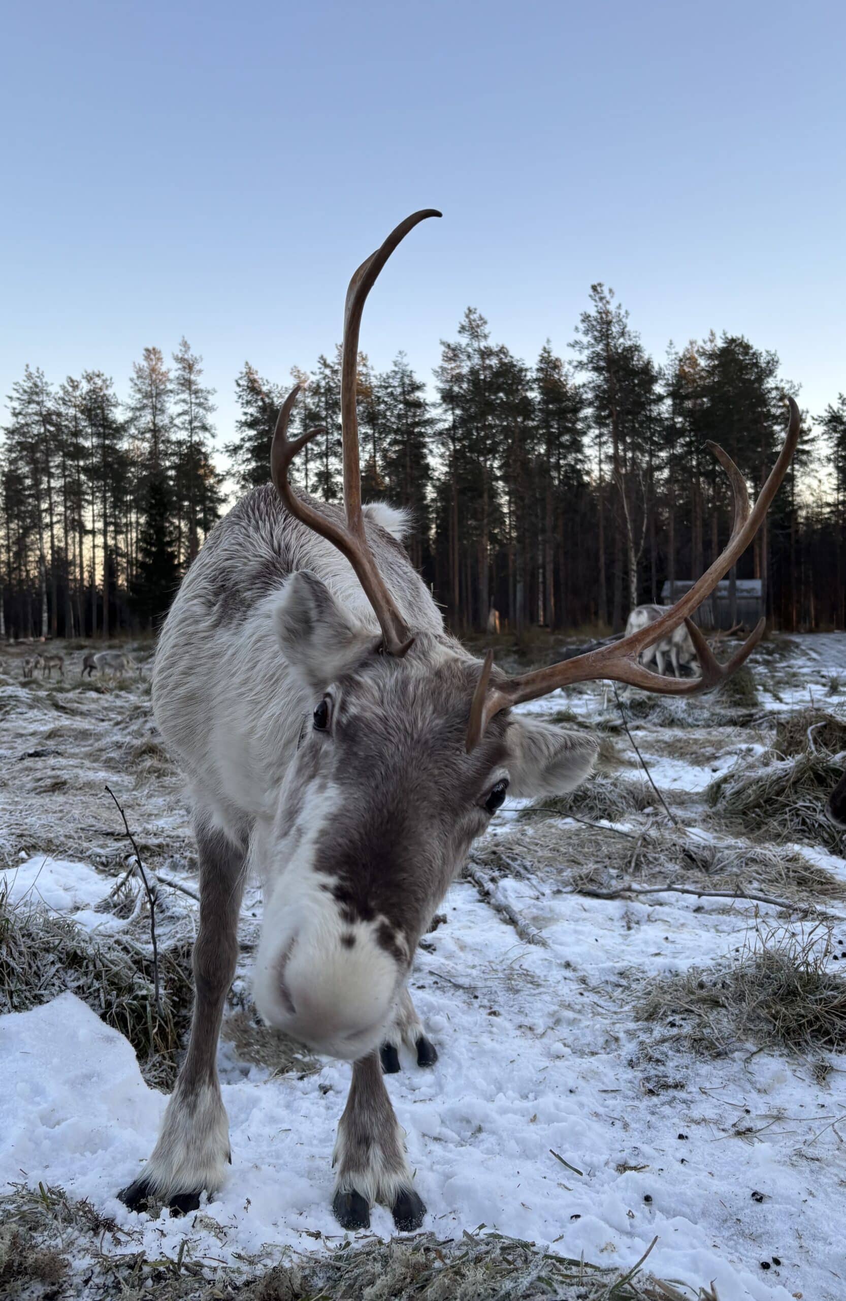 Reindeer in Arctic Lakeland. Pic: Inka Makkonen