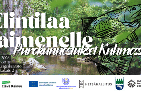 Elintilaa taimenelle – Purokunnostukset Kuhmossa